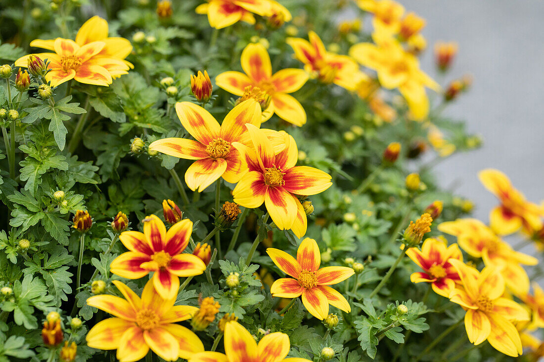 Bidens ferulifolia 'Bidy Boom Red Eye'