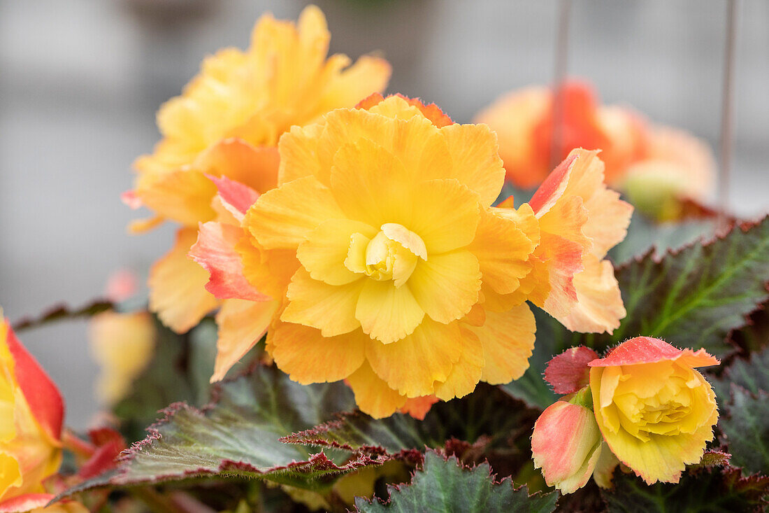 Begonia I´CONIA Portofino 'Citrix'