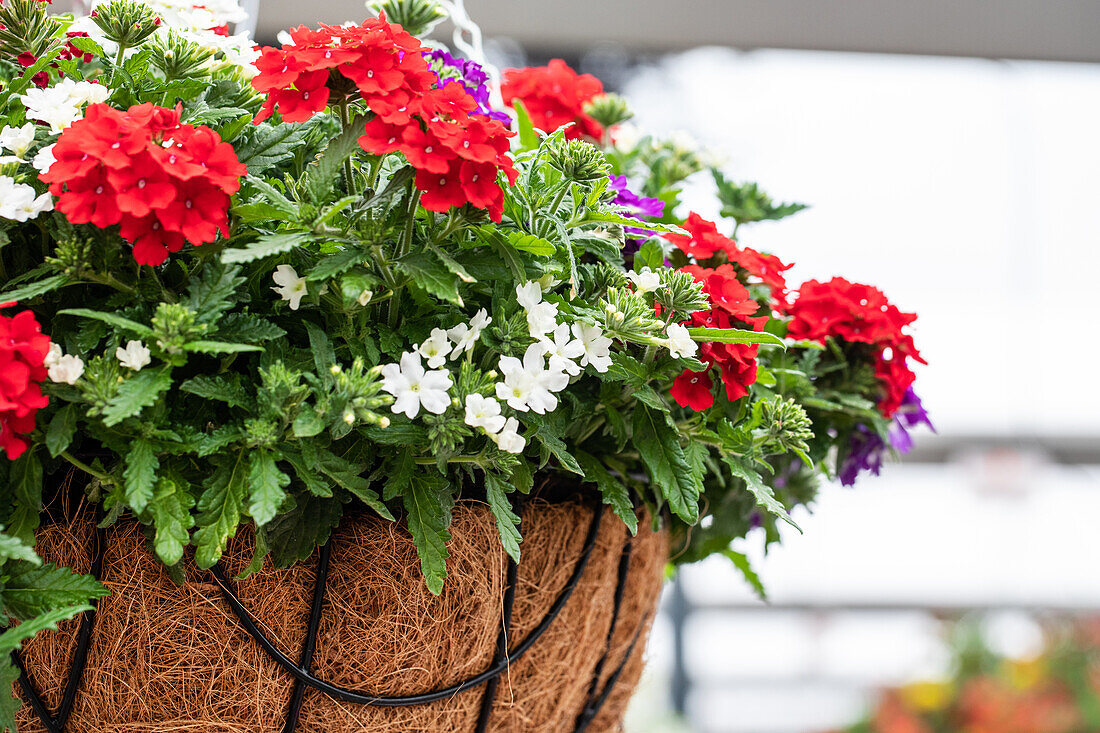 Verbena Lindolena Confetti Garden™ 'Linda Liberty'