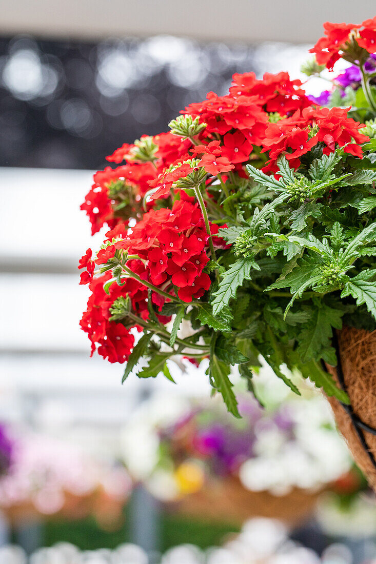 Verbena 'Lindolena Red'