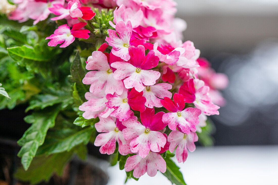 Verbena 'Wicked Hot Pink'