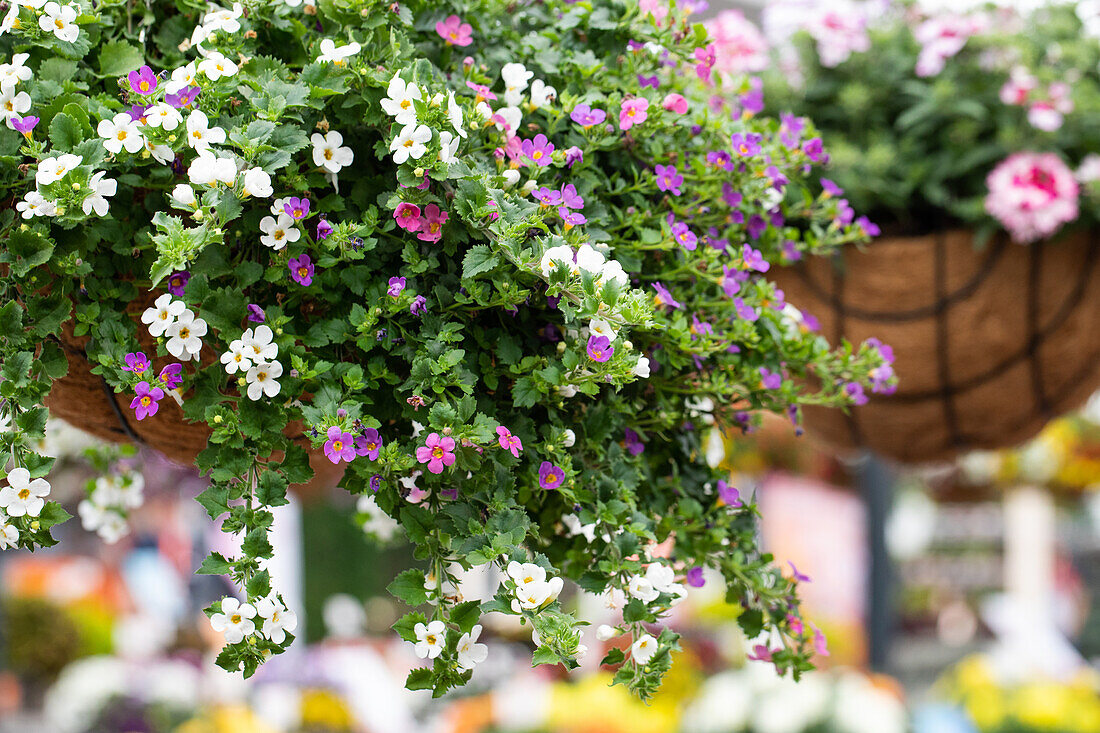 Sutera cordata Bahia Confetti Garden 'Coconut Coast'