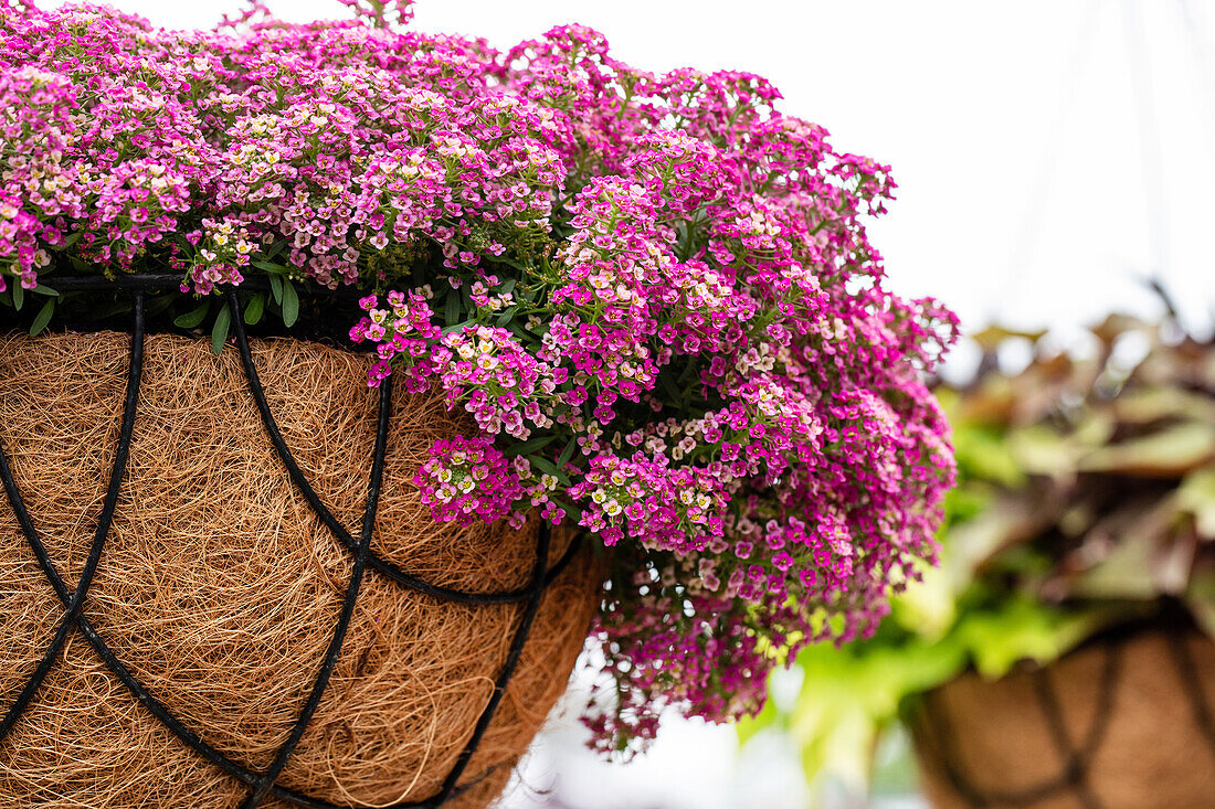 Lobularia maritima Yolo Vanilla Pink