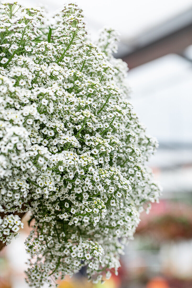 Lobularia maritima 'Yolo White'