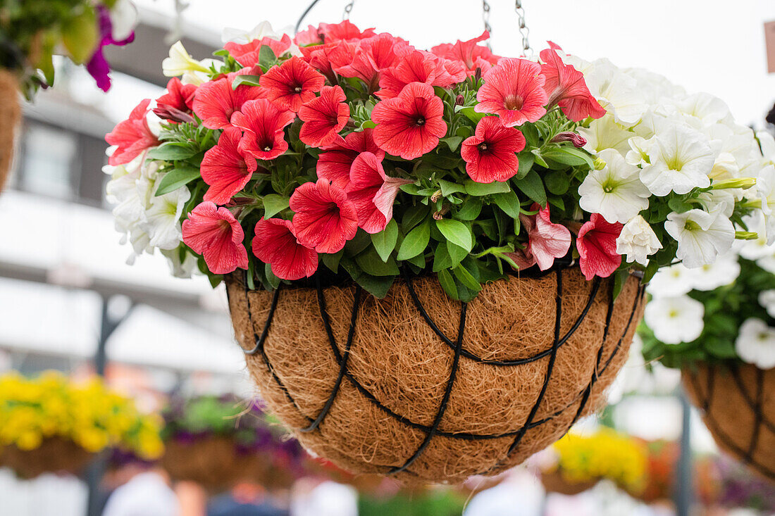 Petunia Potunia® 'Coral Reef' Confetti Garden