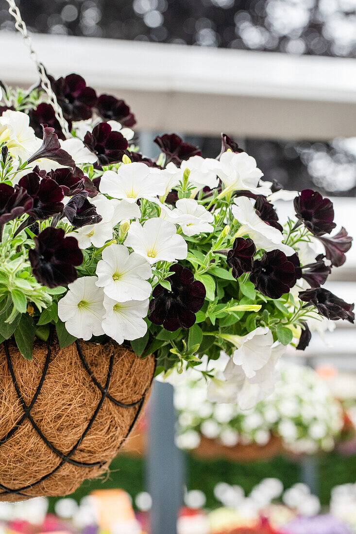 Petunia Sweetunia Confetti Garden™ 'Black White'