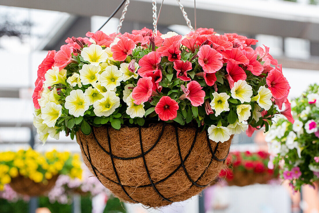 Petunia Potunia® Confetti Garden 'Banana Split'