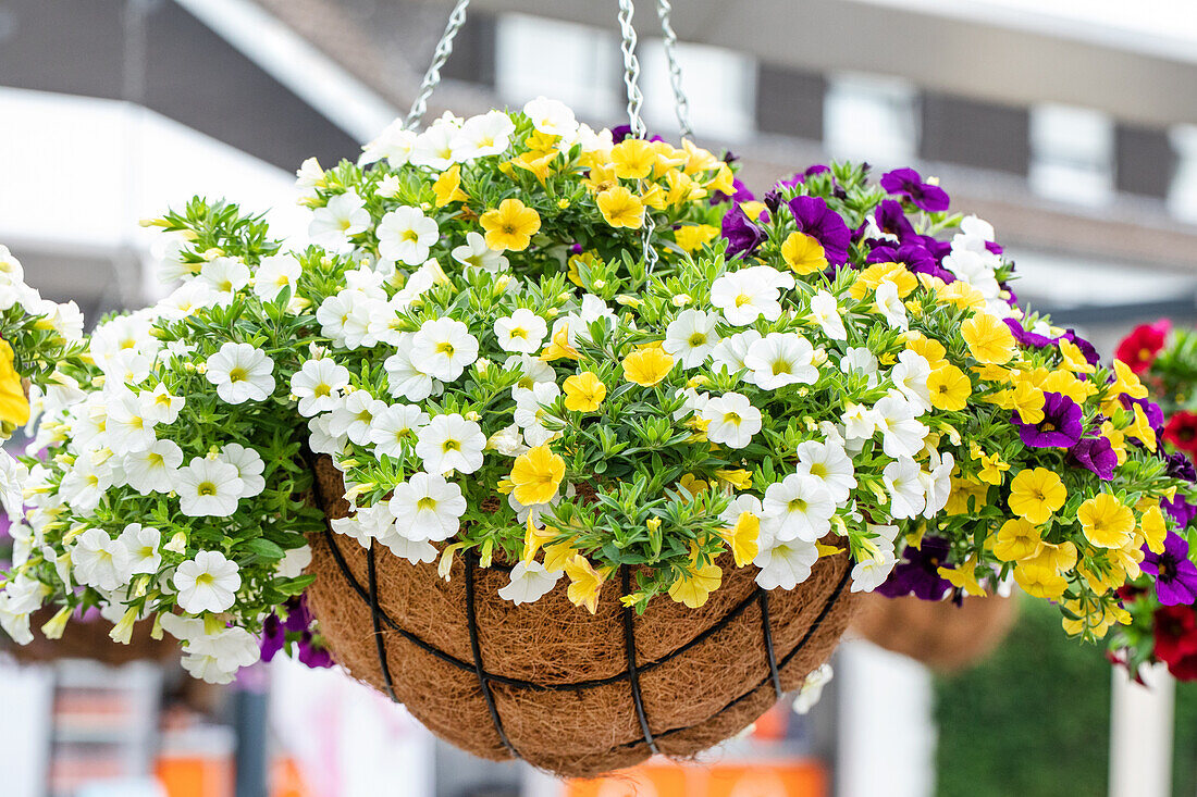 Calibrachoa Aloha Kona Confetti Garden 'Hawaiian Hoku Star