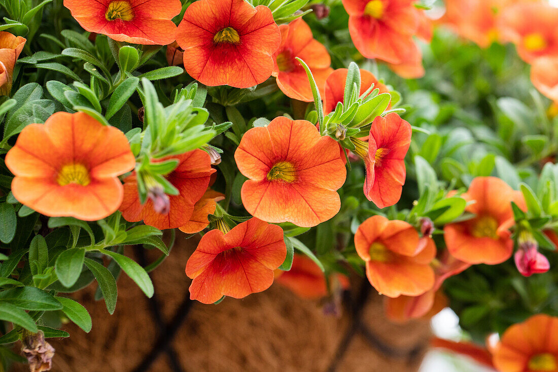 Calibrachoa 'Aloha Classic Hot Orange'