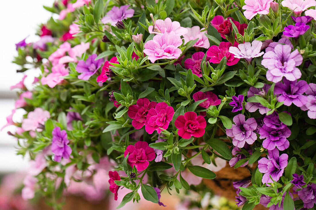 Calibrachoa Aloha Double Confetti Garden™ 'MyGirly'