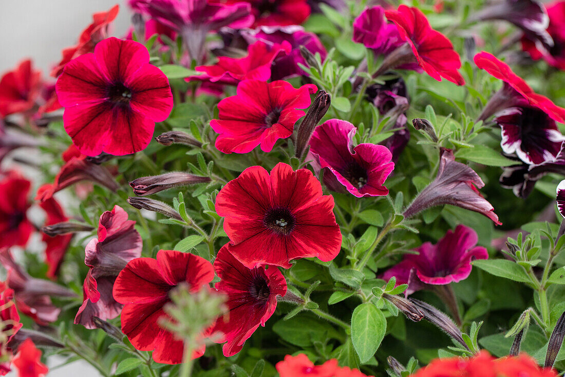 Petunia 'Sweetunia Fiona Flash'