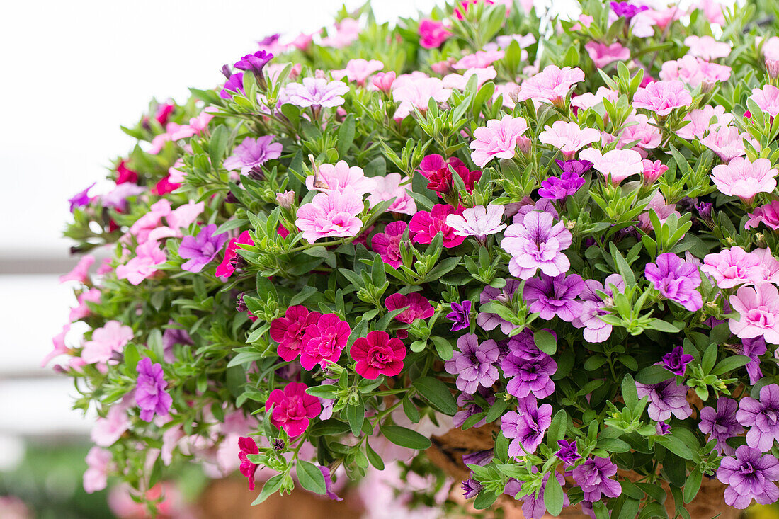 Calibrachoa Aloha Double Confetti Garden 'MyGirly'