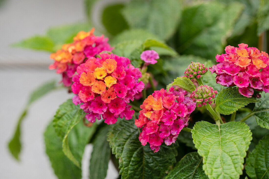 Lantana camara 'Havana Hot Pink'