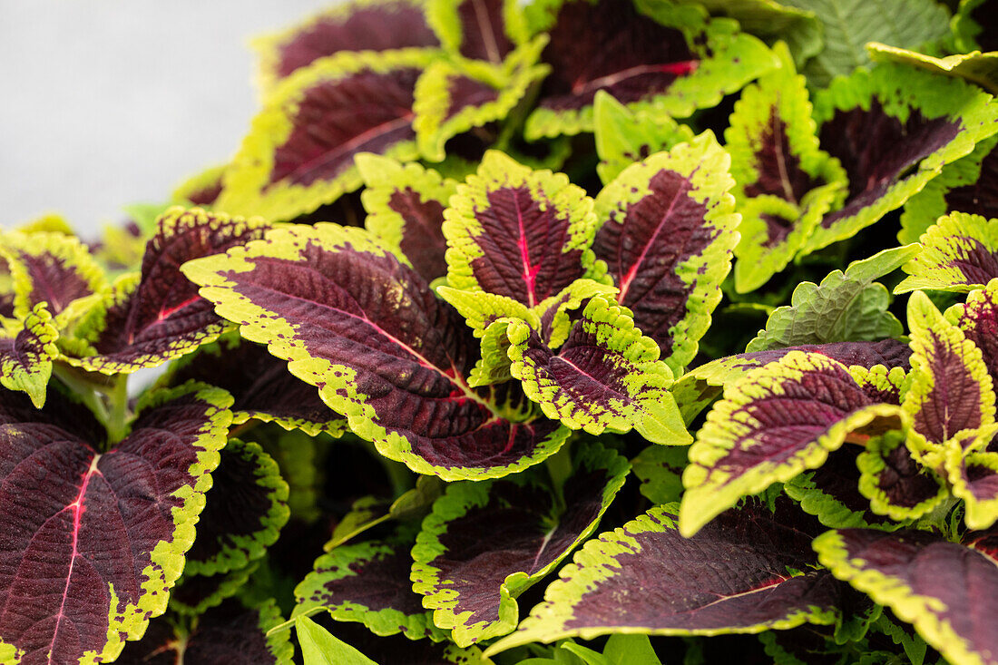 Coleus blumei 'Main Street Alligator Alley'