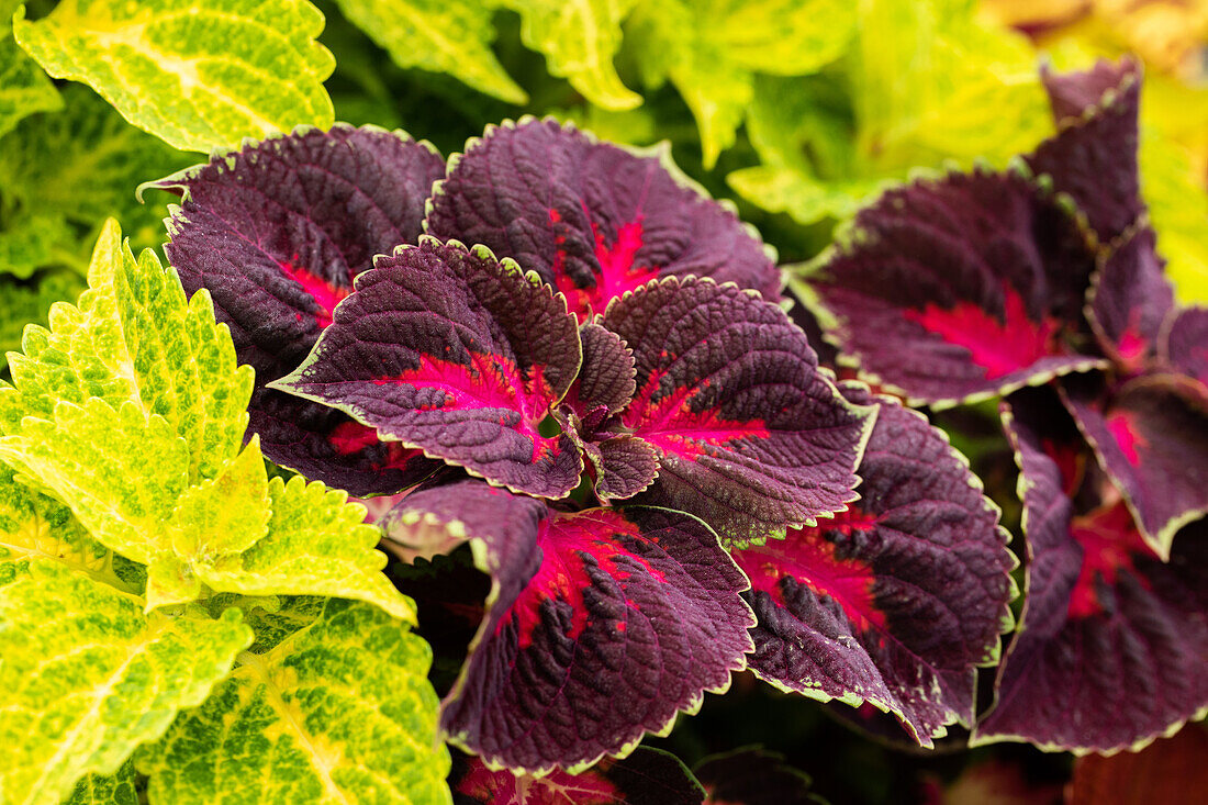 Coleus blumei Confetti Garden Main Street 'Duffy Square'