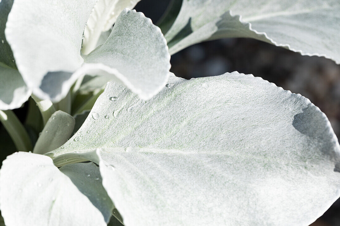 Senecio cineraria 'Angel Wings'