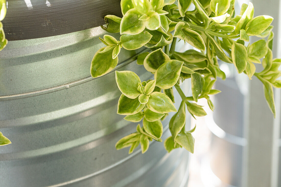 Aptenia cordifolia 'Variegata'