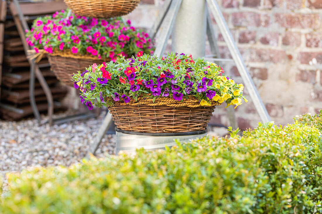 Calibrachoa POCKET