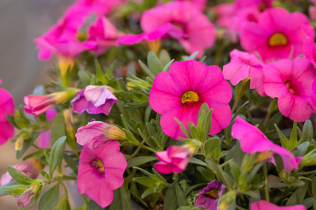 Calibrachoa POCKET™ 'Rose'