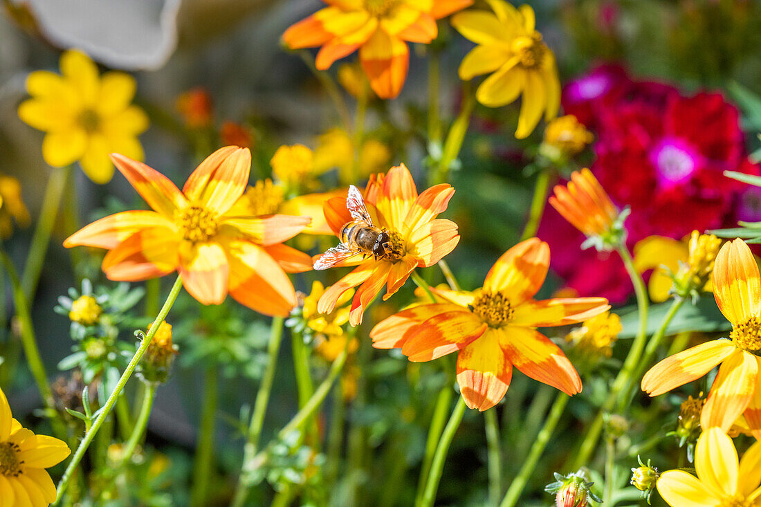 Bidens ferulifolia 'BeeDance® Painted Red'