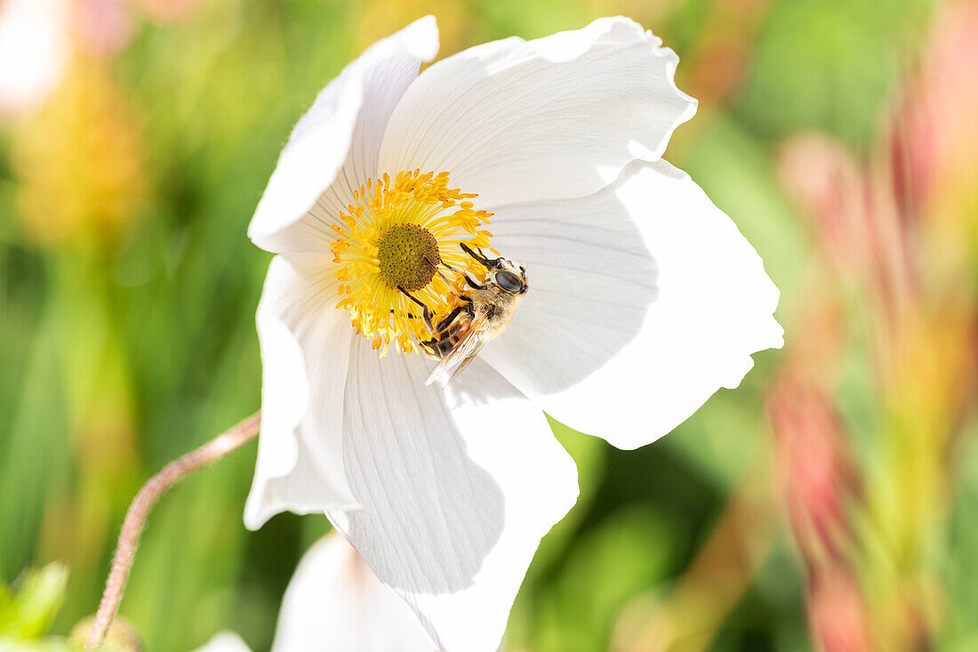 Wild bee on an anemone blossom