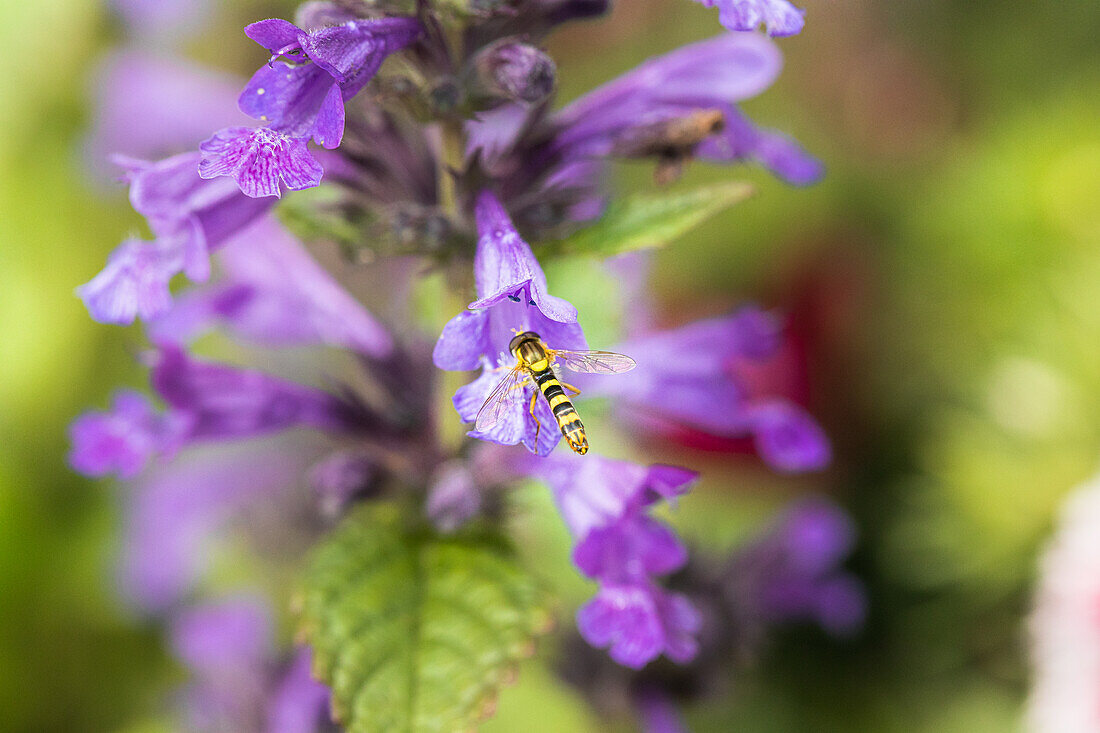 Schwebfliege an Salbeiblüte