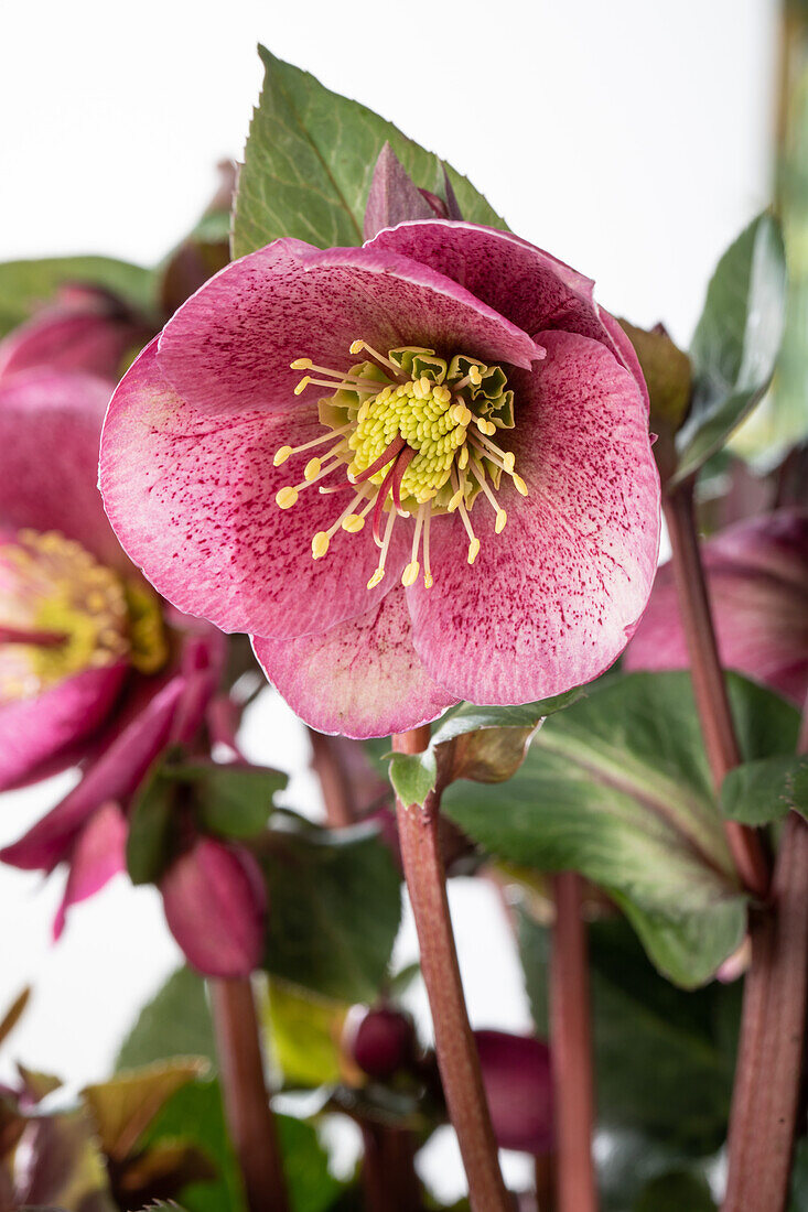 Helleborus 'Charmer'