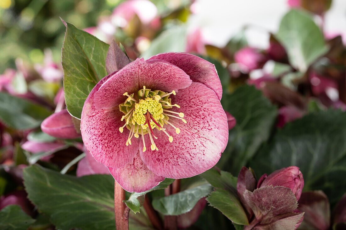 Helleborus 'Charmer'