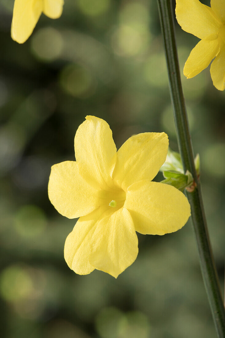 Jasminum nudiflorum