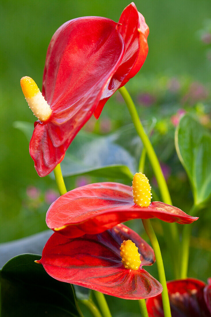 Anthurium x andreanum, red