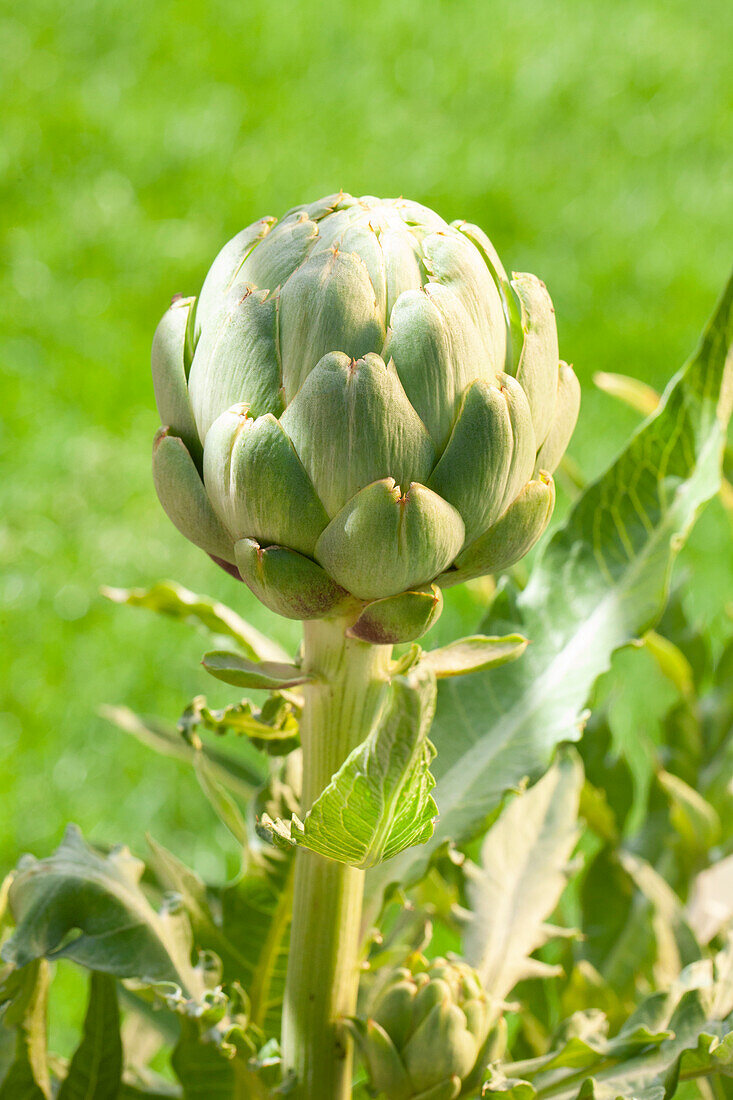 Cynara scolymus