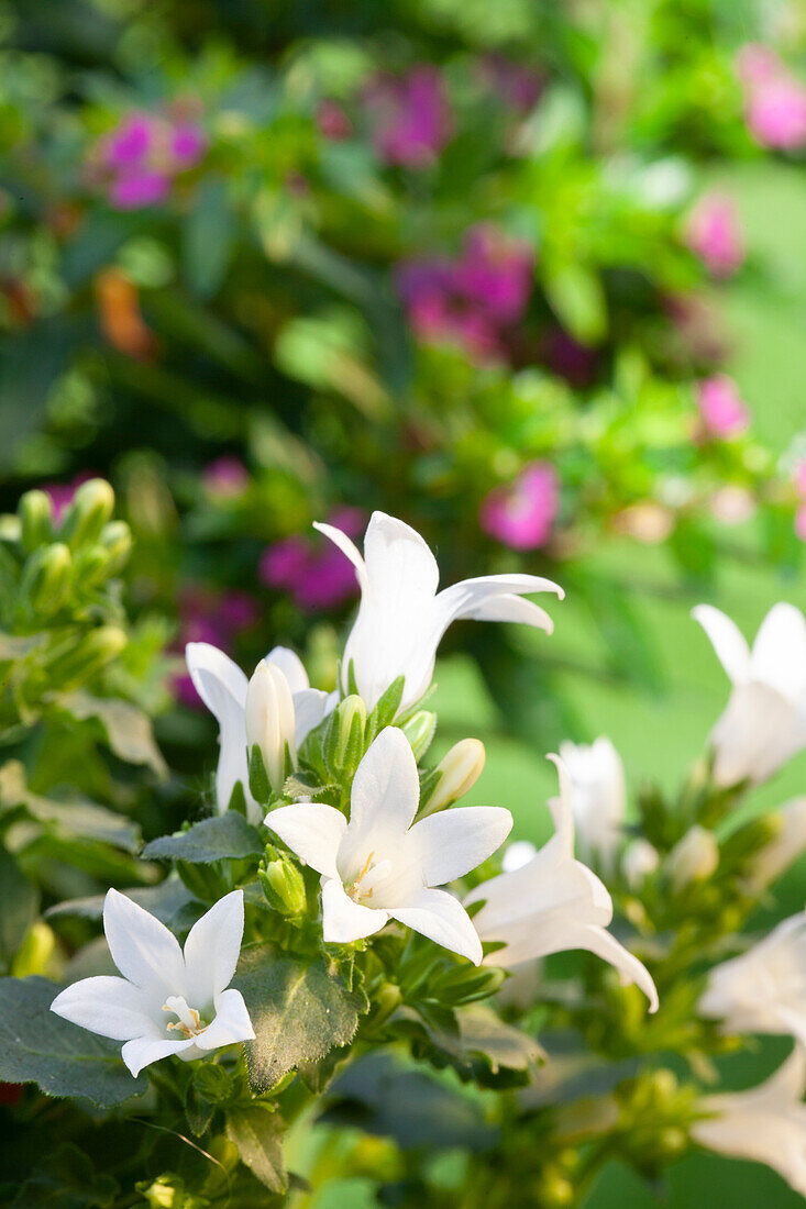 Campanula poscharskyana, white