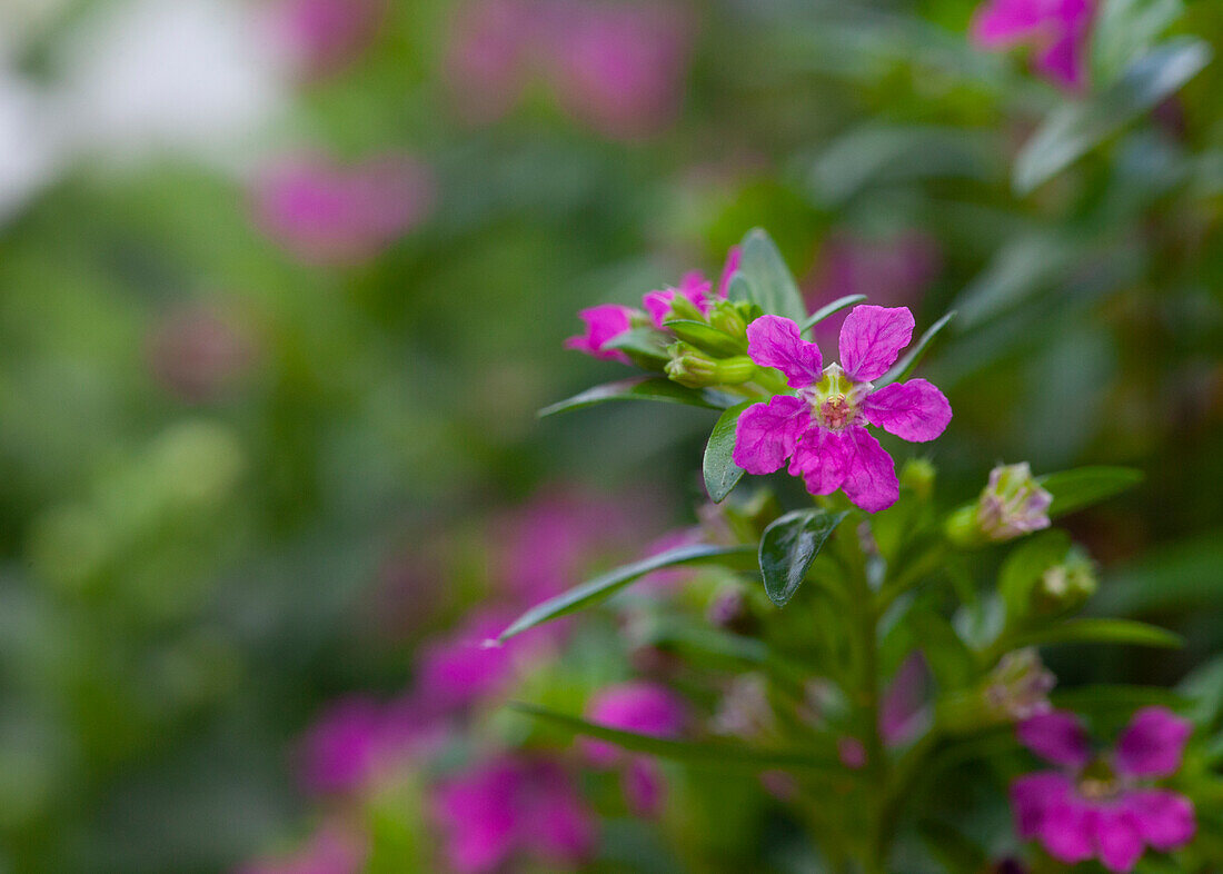 Cuphea hyssopifolia, pink