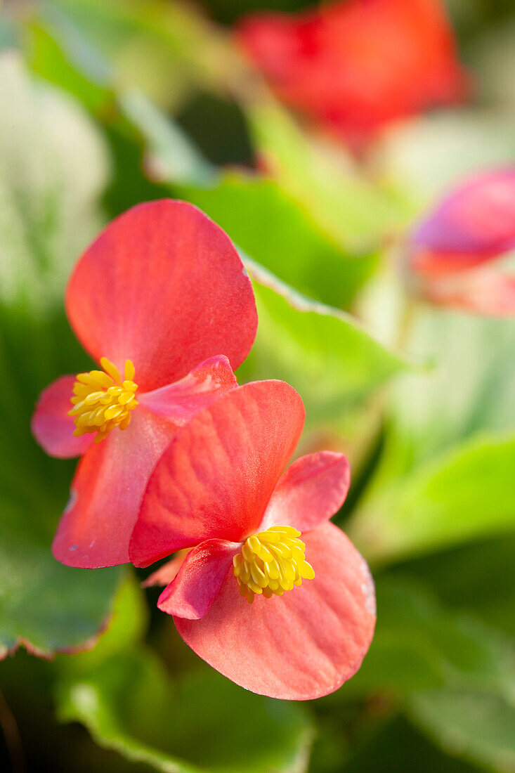 Begonia semperflorens, red