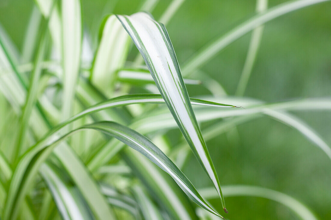 Chlorophytum comosum 'Variegatum'