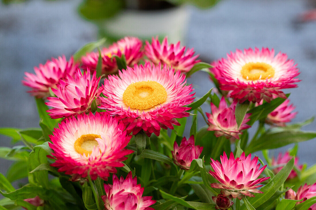 Helichrysum bracteatum SUNBRELLA 'Pink