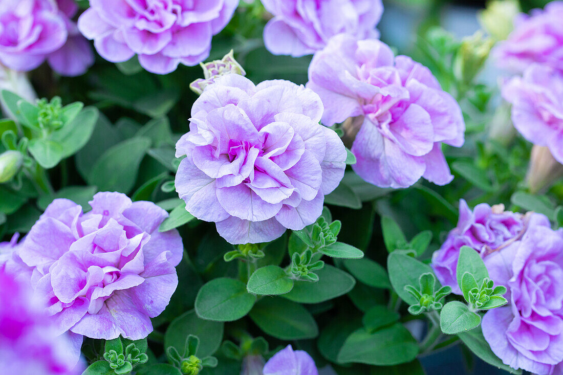 Petunia 'Sugar Candy'