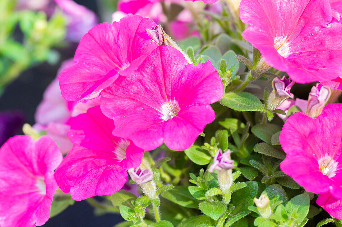 Petunia VERANDA™ 'Neon'