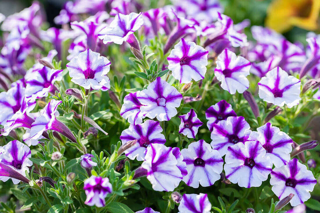 Petunia 'Violet Star'