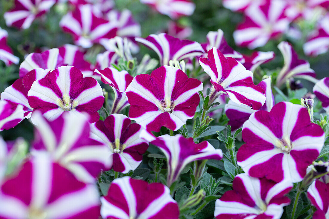 Petunia 'Cassis Queen 2020'