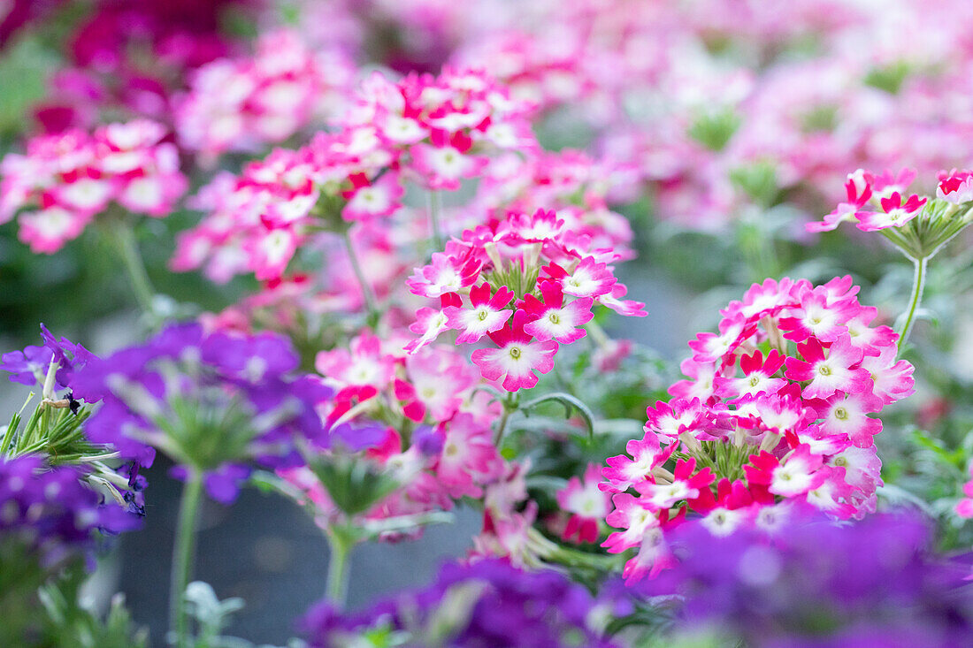 Verbena Vepita 'Carmine Kiss