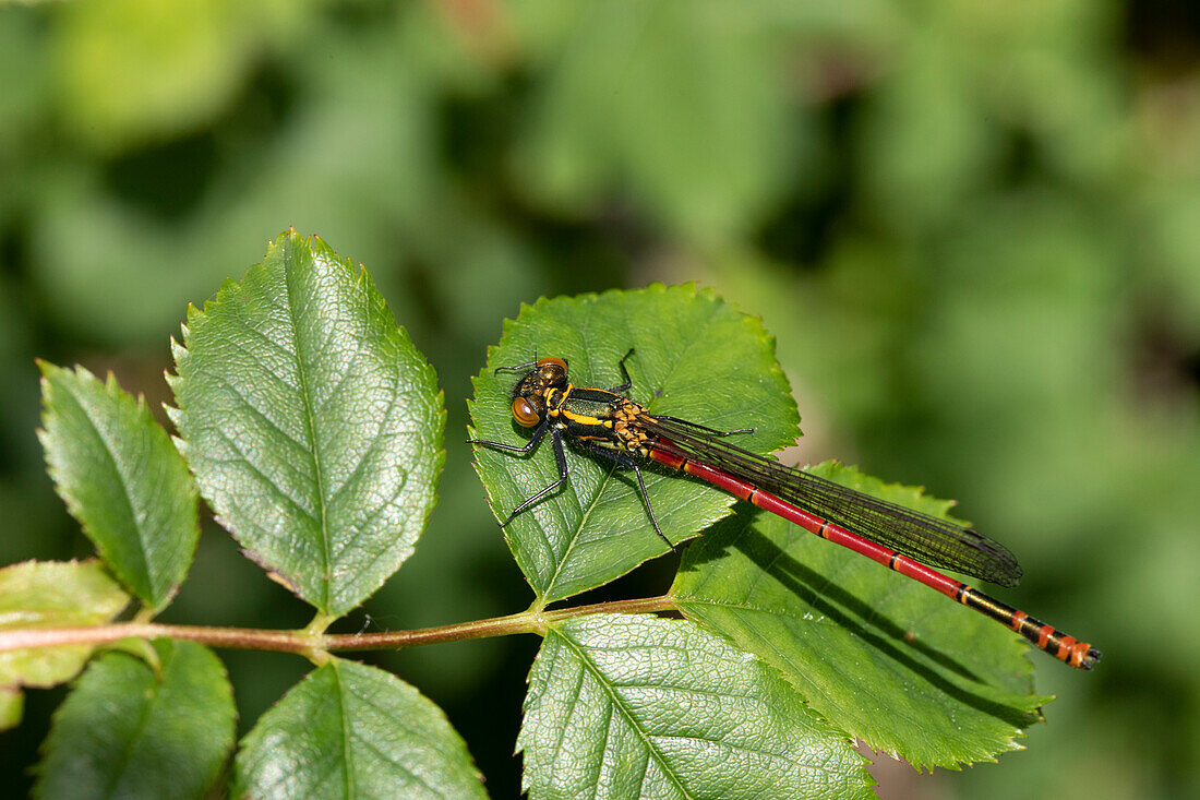 Libelle