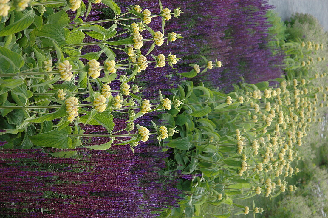 Phlomis; Salvia nemorosa
