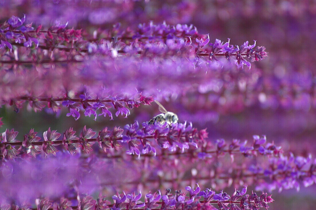 Salvia nemorosa