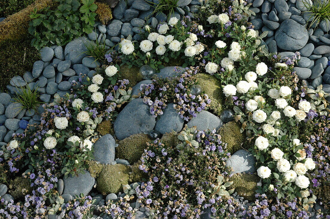 Stones and plants