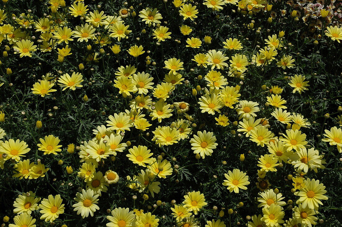 Argyranthemum frutescens 'Vanilla Butterfly'®