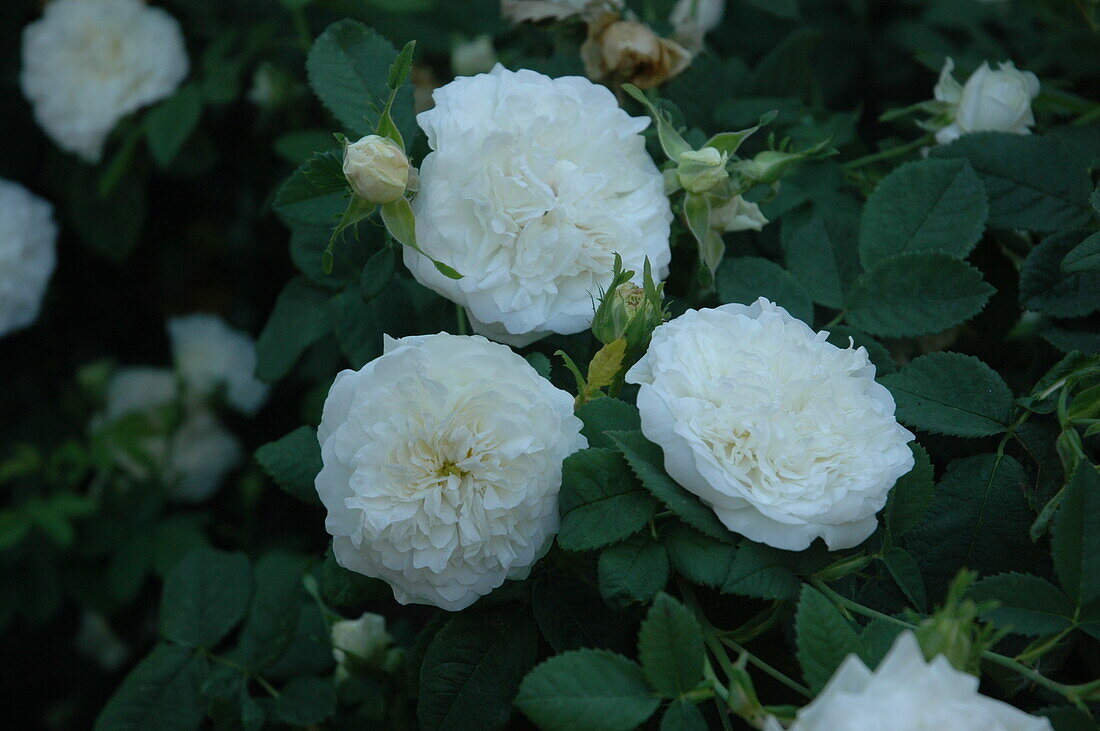 English Roses, white