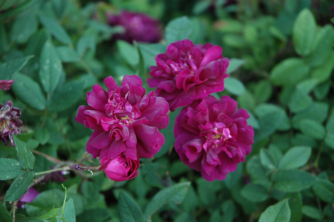 Rosa x centifolia 'Nuit de Young'