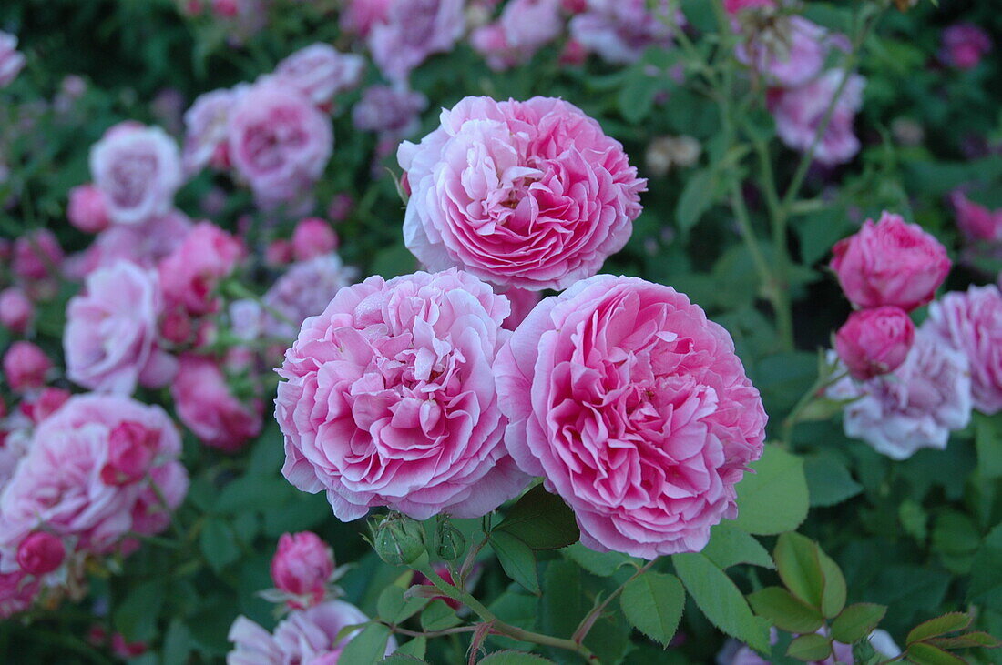 Rosa borbonica