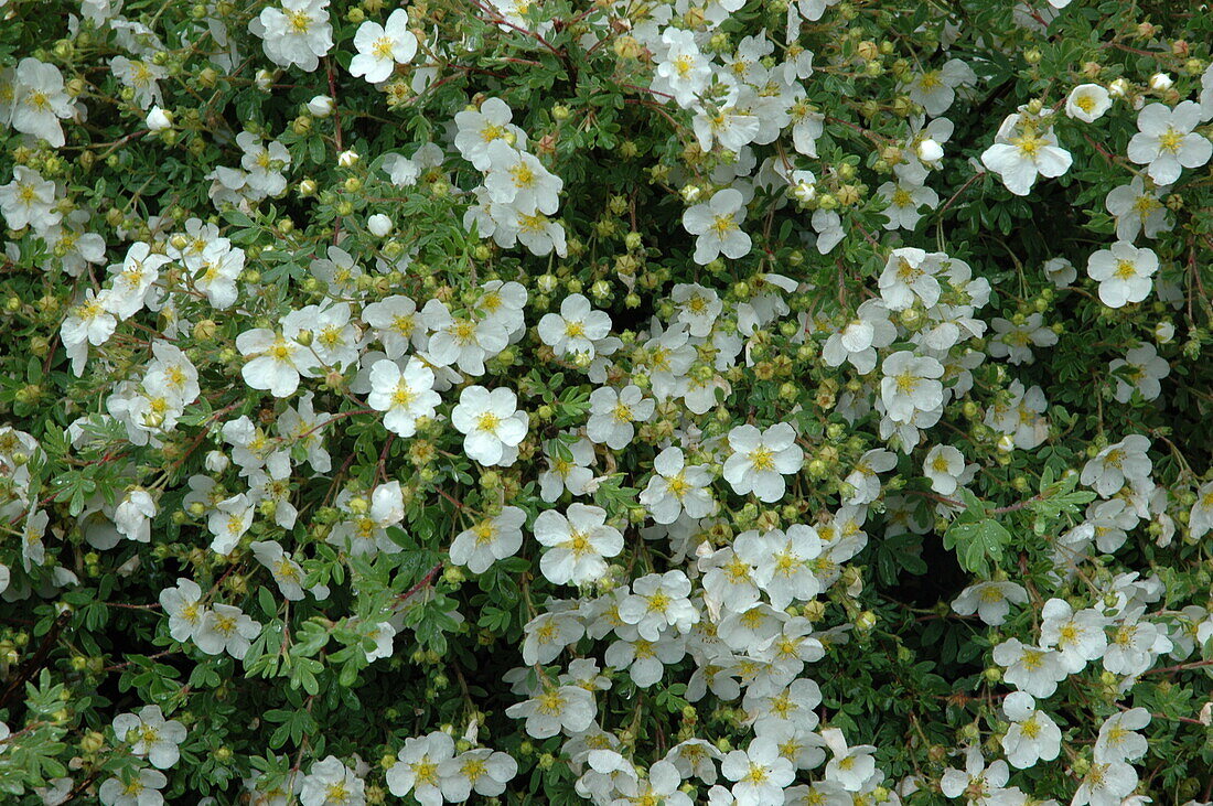 Potentilla fruticosa, white